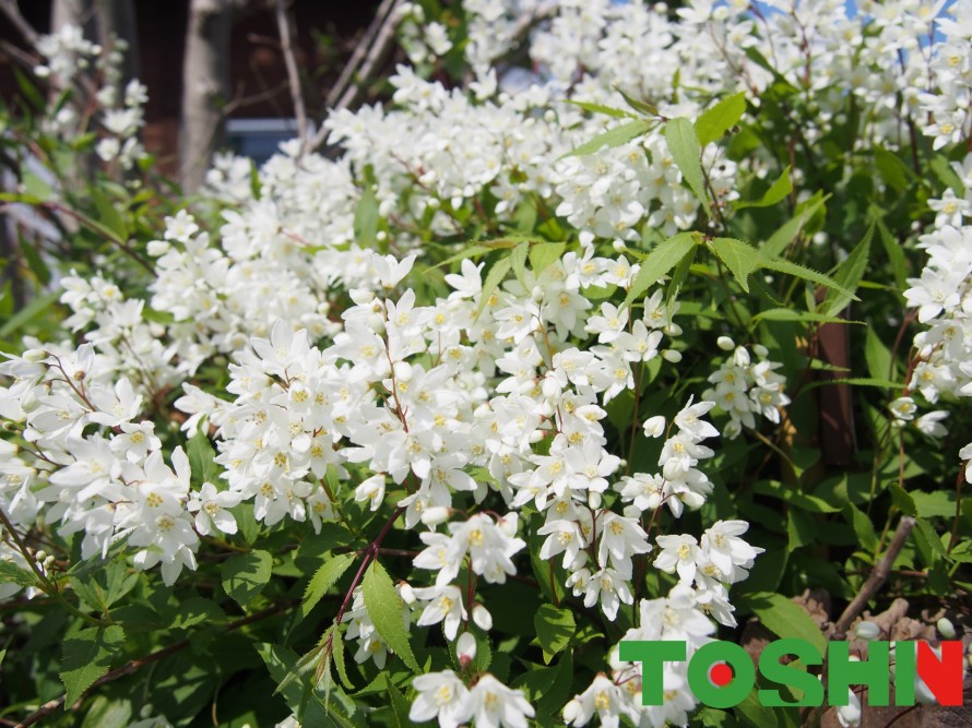 可憐なコクチナシの花